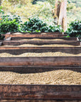 Nicaragua Los Pinos – Maracaturra – Washed