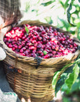 Nicaragua Los Pinos – Maracaturra – Washed
